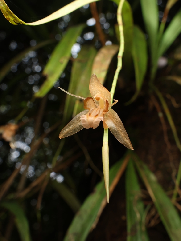 Coelogyne tenompokensis