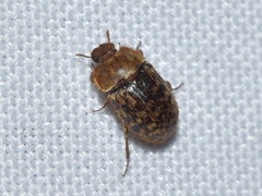 Trichoton villosum