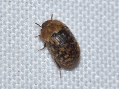 Trichoton villosum
