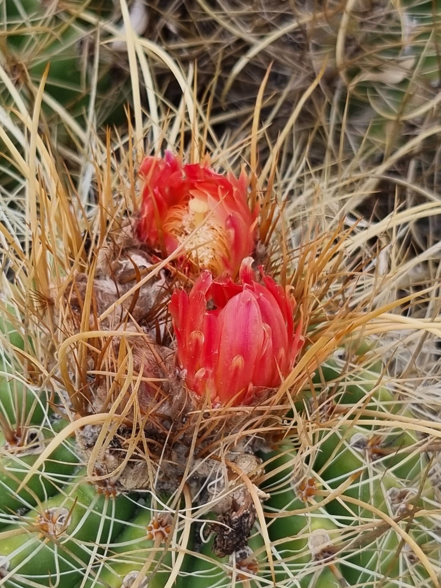 Parodia maassii