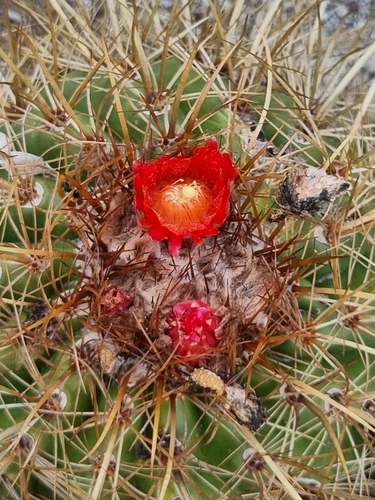 Parodia maassii
