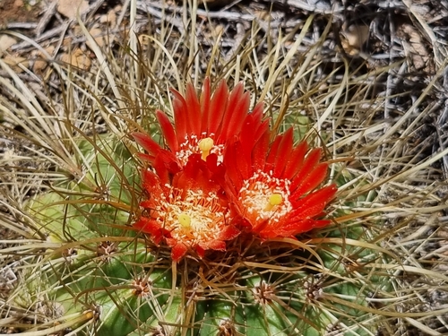 Parodia maassii