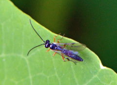 Diplazon laetatorius