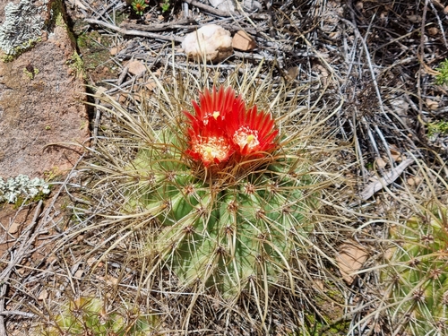 Parodia maassii