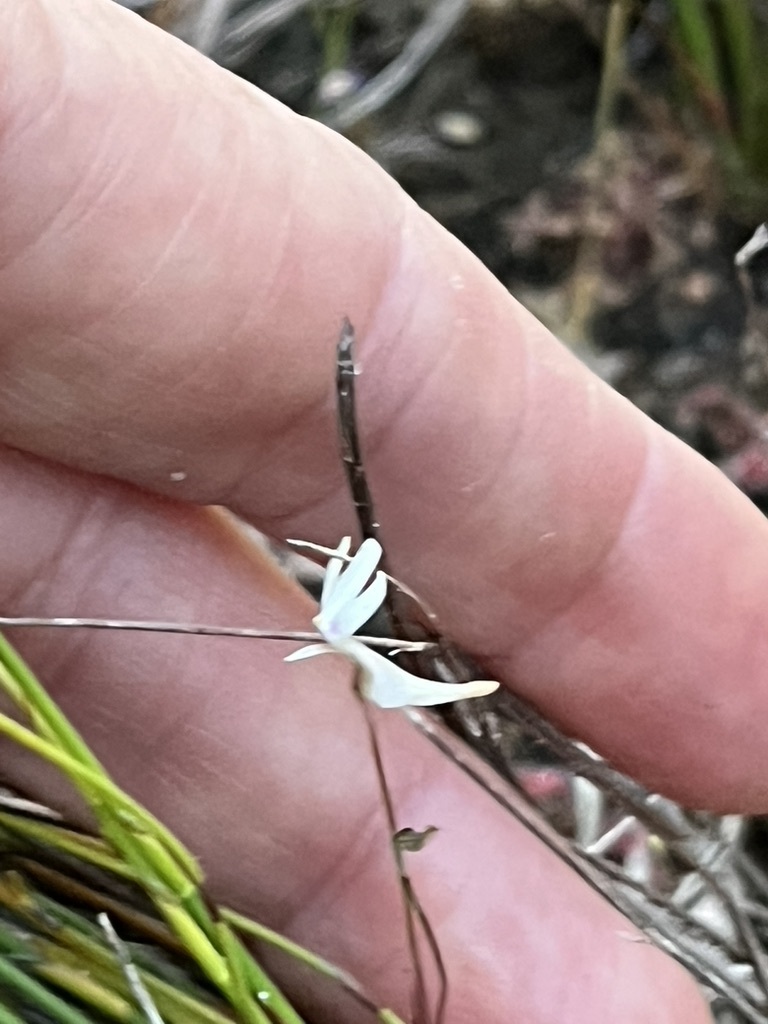 Utricularia kamienskii F.Muell.