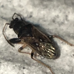 Pseudopachybrachius basalis