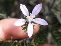 Philotheca salsolifolia
