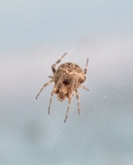 Neoscona nautica