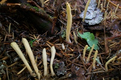 Clavariadelphus sachalinensis