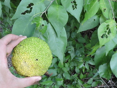 Maclura pomifera