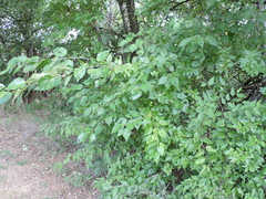 Maclura pomifera