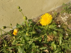 Sonchus arvensis uliginosus