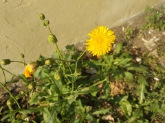 Sonchus arvensis uliginosus