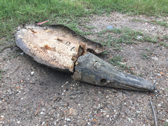 Atractosteus spatula