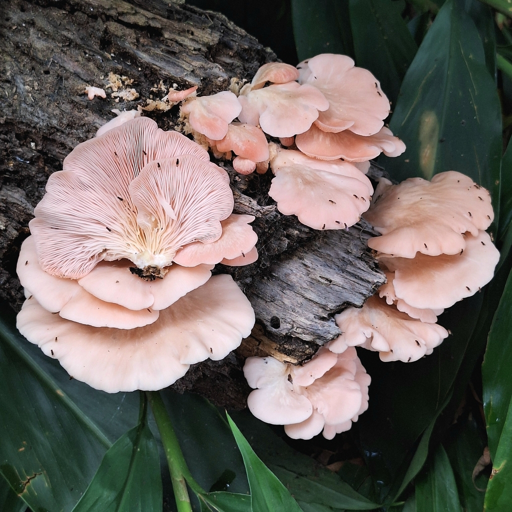 Pleurotus djamor · May 2025 · photo: © deniszabin (iNaturalist, cc-by)