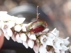 Nitorellus splendidus