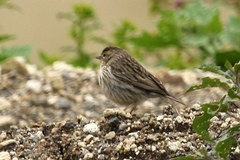Rhopospina alaudina
