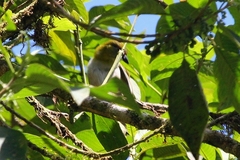 Cyclarhis nigrirostris