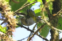 Cyclarhis nigrirostris