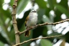 Arremonops conirostris