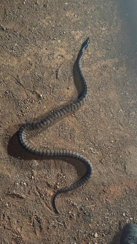 Black-headed Python sighting
