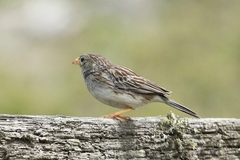 Rhopospina alaudina