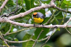 Myioborus melanocephalus