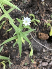 Pseudostellaria