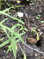 Pseudostellaria