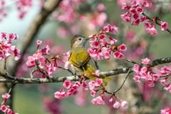 Mountain Bulbul photo 3