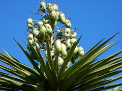 Yucca valida