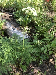 Ligusticum