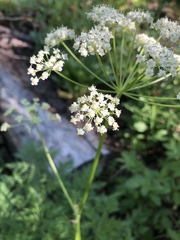 Ligusticum