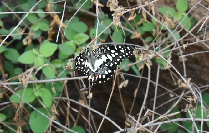 Lime Swallowtail