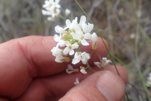 Whited's Fissurewort (Sandbergia whitedii)