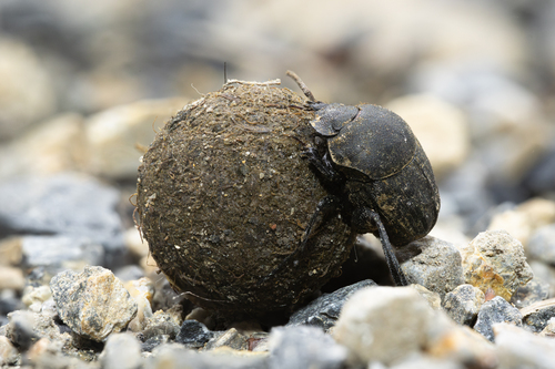 Sisyphus schaefferi (Linnaeus, 1758)