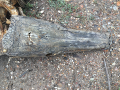 Atractosteus spatula