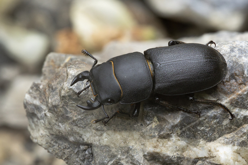 Lesser Stag Beetle, photo 7 of 10