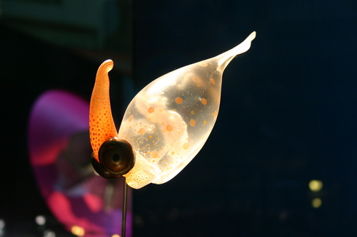 Atlantic cranch squid