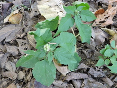 Rivina humilis