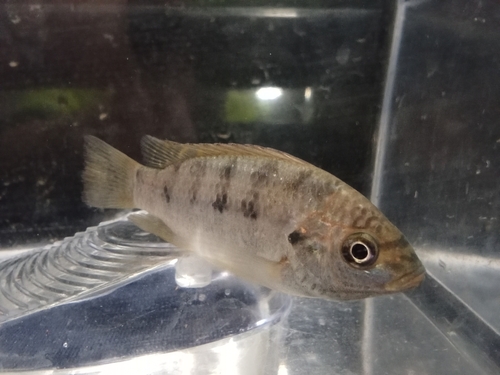 Mozambique Tilapia, photo 6 of 10