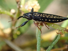 Rhinotia lineata