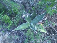 Agave xylonacantha