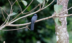 Trogon melanurus