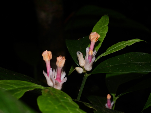 Tabernaemontana macrocalyx observed 2025-05-26