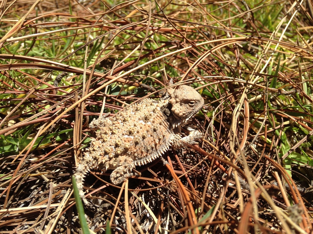 Phrynosoma orbiculare cortezii