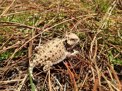 Phrynosoma orbiculare cortezii