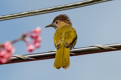 Mountain Bulbul photo 2
