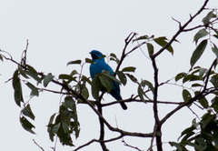 Cotinga maynana