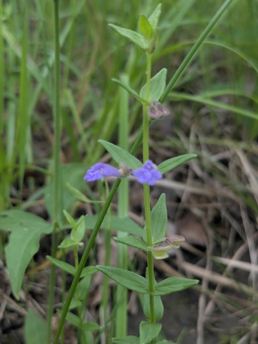 small skullcap